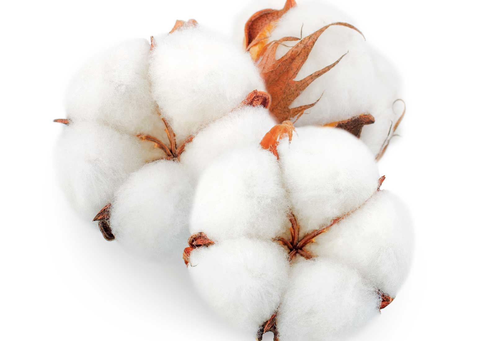 How many types of cotton are there?